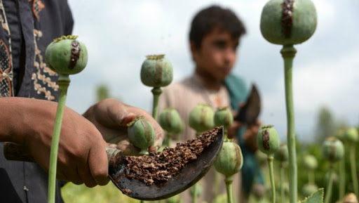 छ केजी अफिमसहित चार जना पक्राउ