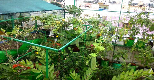 कौसी खेतीबाट मासिक ५० करोडको तरकारी