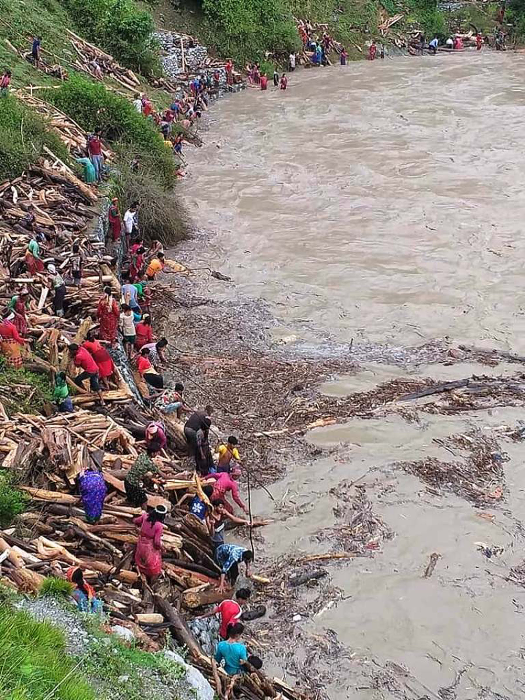 बाढीले बगाएर ल्याएका दाउरा जोखिम मोलेर सङ्कलन