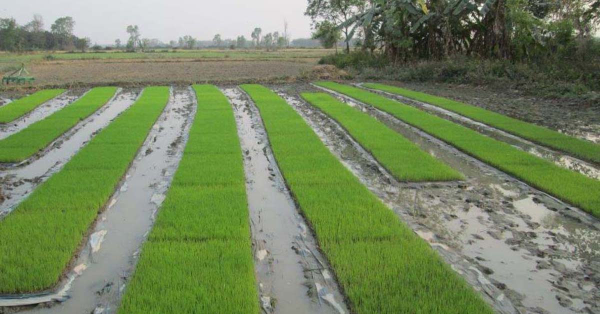 किसानलाई पानी परेपछि राहत, अब मलको चिन्ता