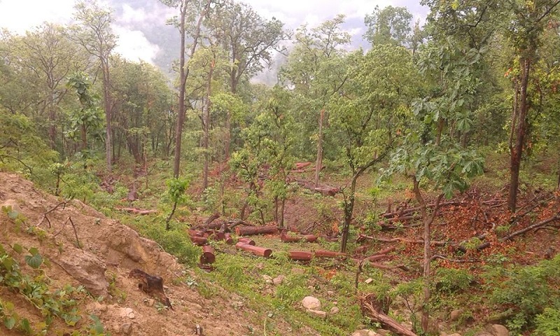 वन मासिने क्रम बढ्दै