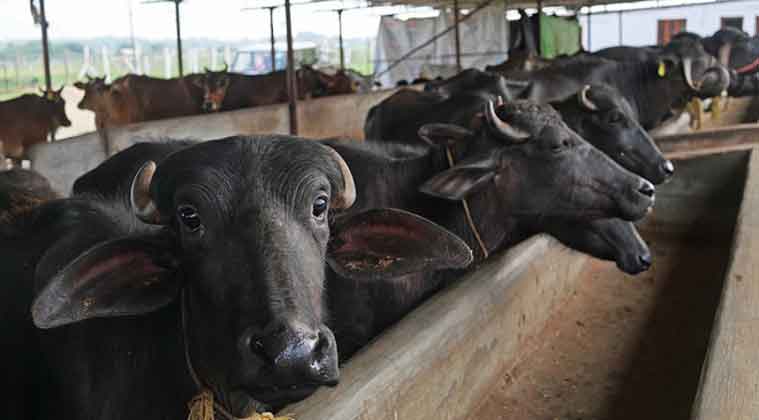कृषि व्यवसायमा रमाउँदै युवा