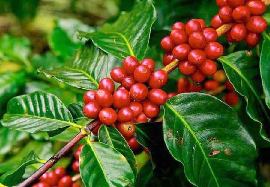 पूर्वलडाकुको कृषि मोह : चियाको राजधानीमा कफीको शुरुआत