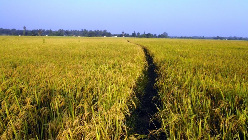 धानबालीमा गवारो रोगको प्रकोपः किसान चिन्तित