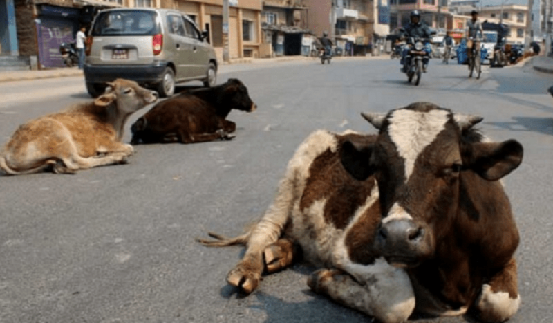 छाडा छोडिएका  गाईबाच्छाको तस्करी रोक्न आह्वान