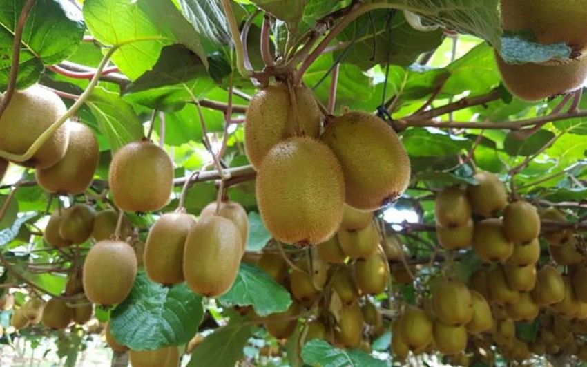 कलिलैमा किसानले किवी टिपेपछि समस्या