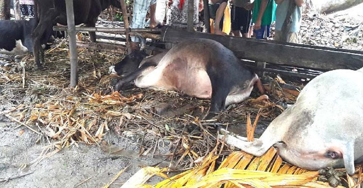 भ्यागुते रोगबाट पशु चौपाया मरे
