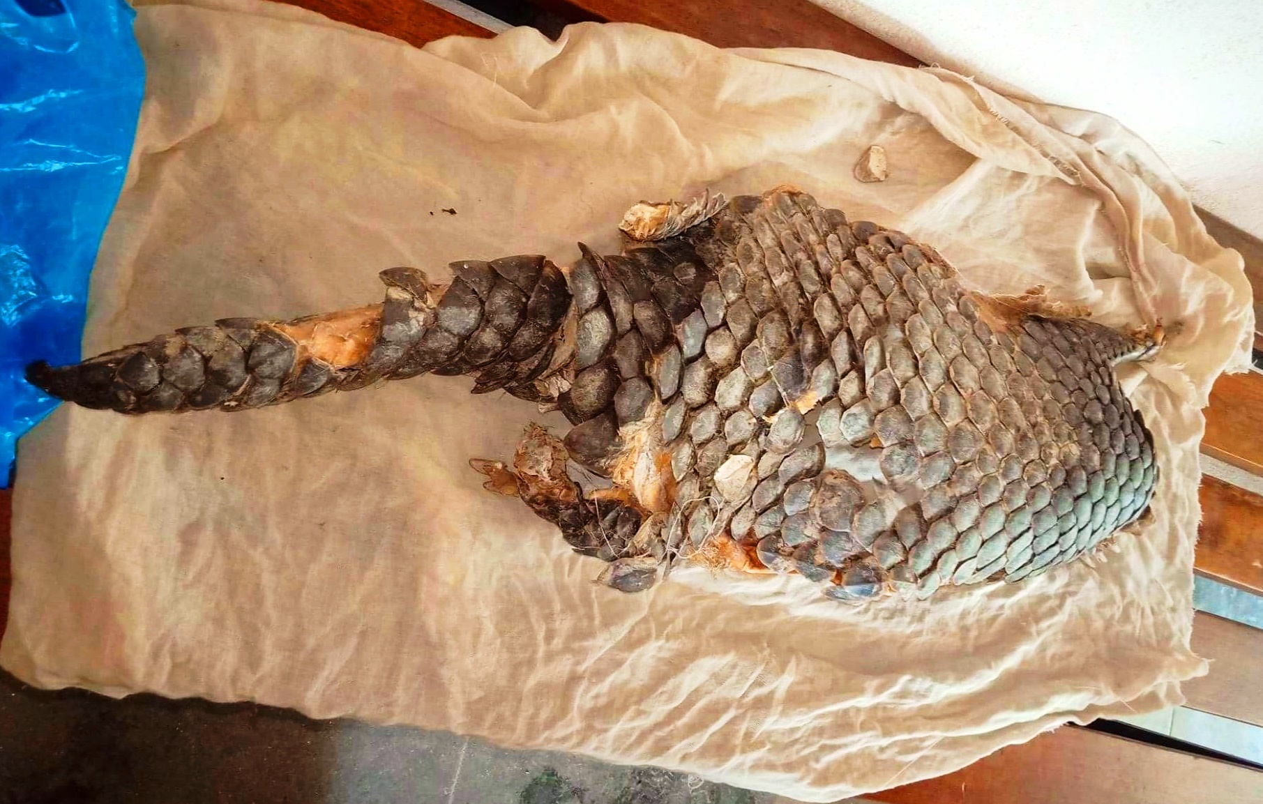 बाघको छाला र सालकको खपेटासहित एक पक्राउ
