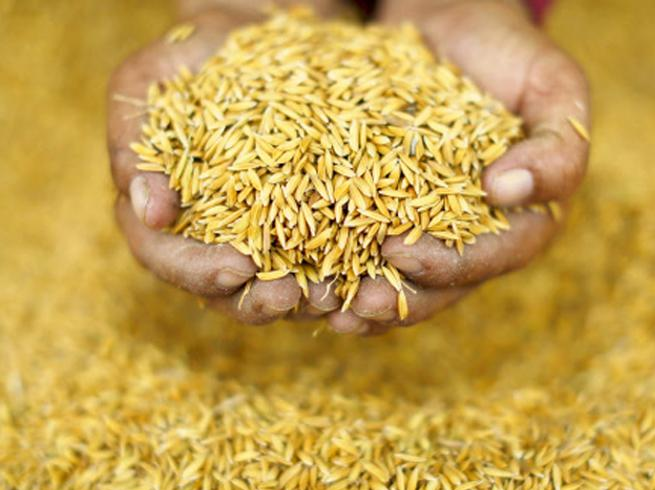 पहिलो पटक धानको हाइब्रिड बीउ उत्पादन