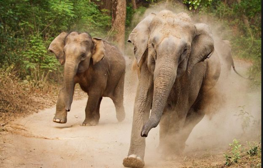 जङ्गली हात्तीको आतङ्क