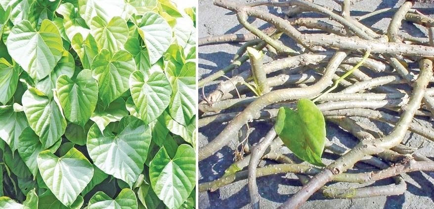 के हो गुर्जो ? कसरी खाने ? के-के छन् फाईदाहरु ?