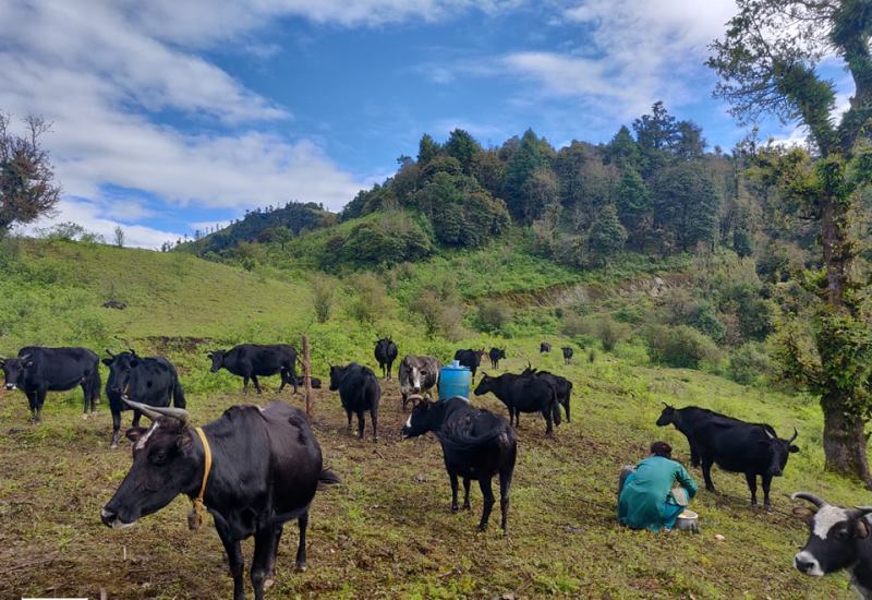 भैँसीधनीलाई सुत्केरी स्याहार प्रोत्साहन भत्ता