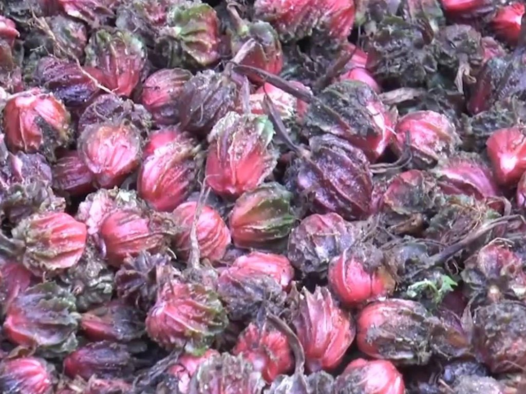अब नेपालमै अलैँची प्रशोधन, मङ्सिरबाट प्रशोधन गरिने
