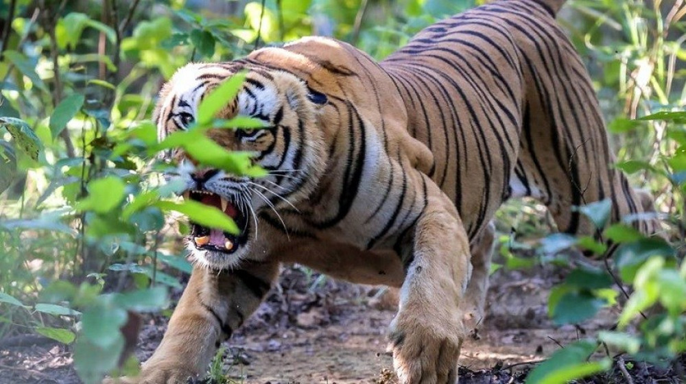 बाघले आक्रमण गरेर शवलाई समेत नछाडेपछि, नरभक्षी बाघ नियन्त्रणमा