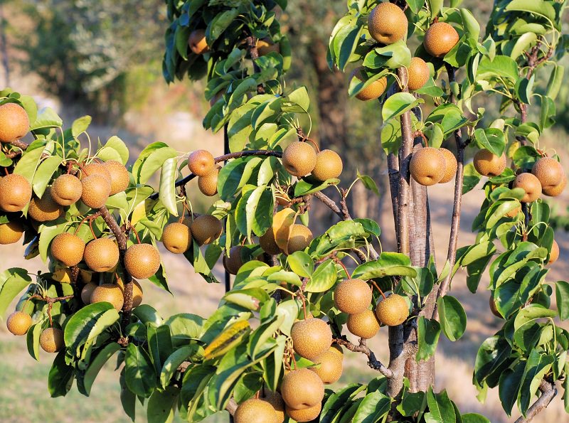 दक्षिणकालीलाई नासपाती र लप्सीसँगै पर्यटकीयस्थलका रुपमा विकास गरिने
