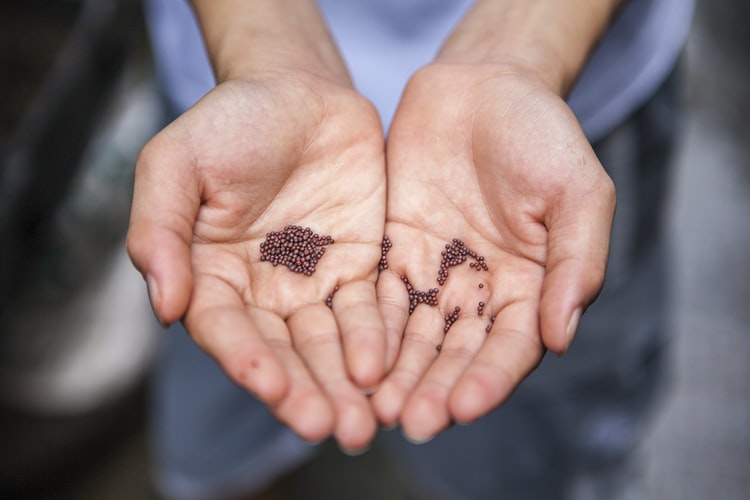 Amazon bans sales of foreign seeds in US after mystery packets