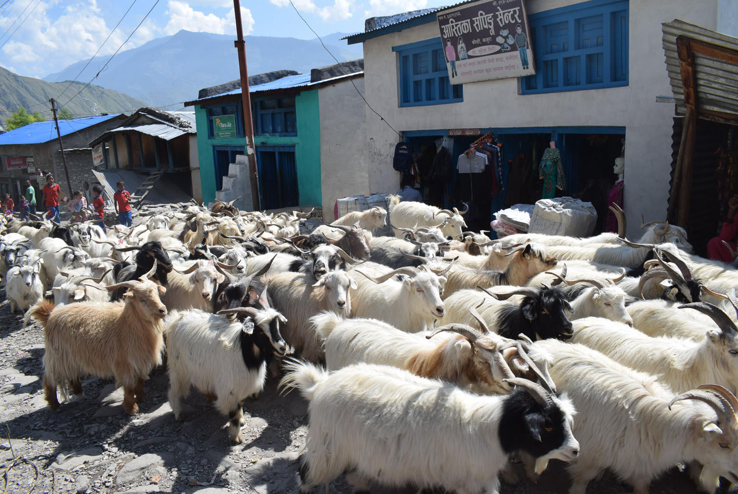 सैपाल हिमालको फेदको च्याङ्ग्राः पोखरामा बजार