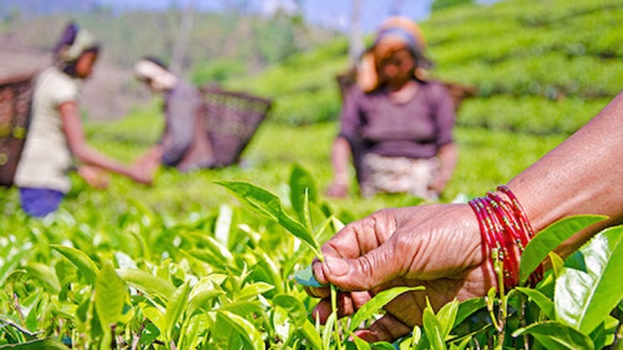 चियाले व्यापार चिह्न त पायो, कार्यान्वयनमा समस्या   –किरण पौड्याल