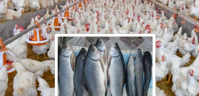 माछापालन र कुखुरापालनबाट मासिक एक लाख बचत
