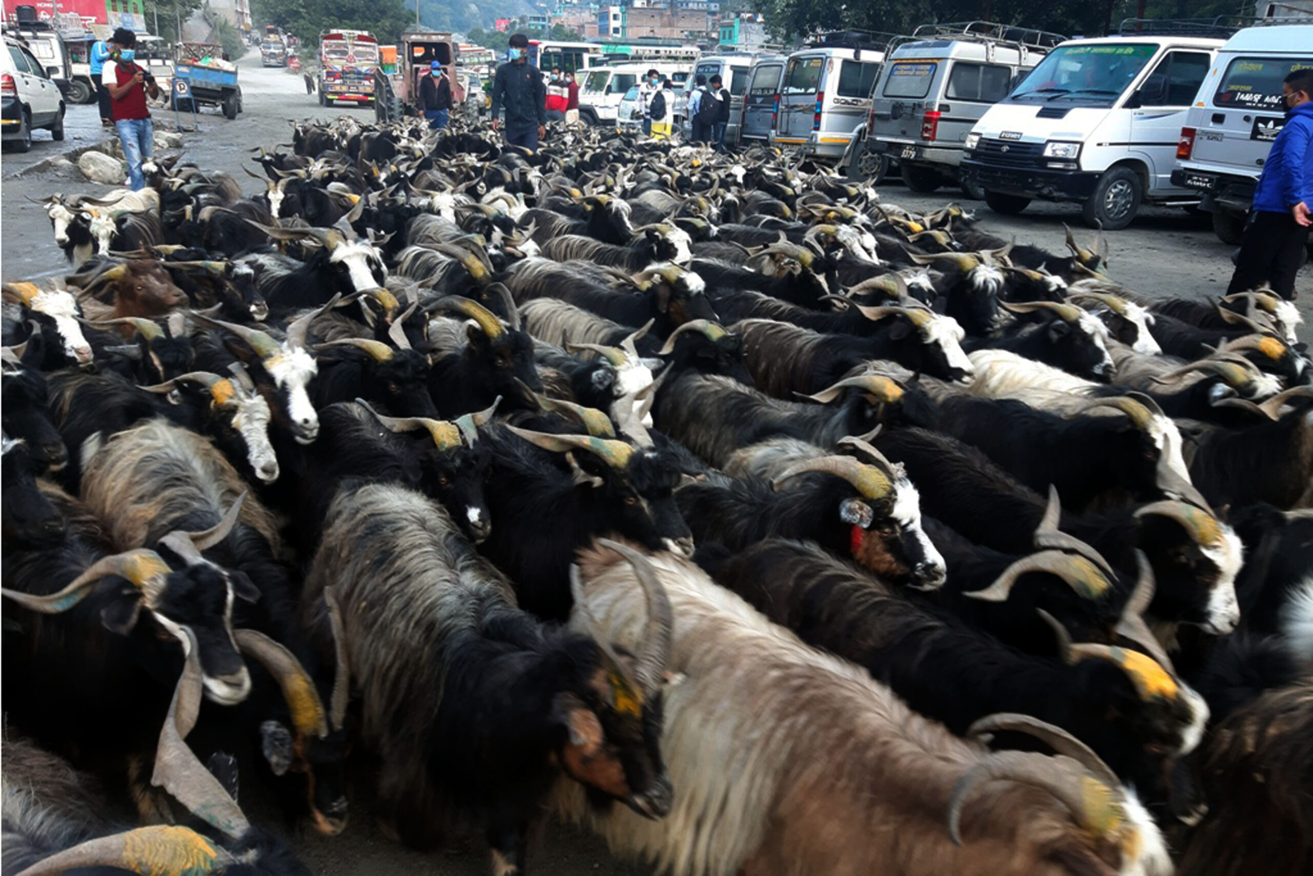 गत वर्षको तुलनामा यस वर्ष च्याङ्ग्राको मूल्य महङ्गिए