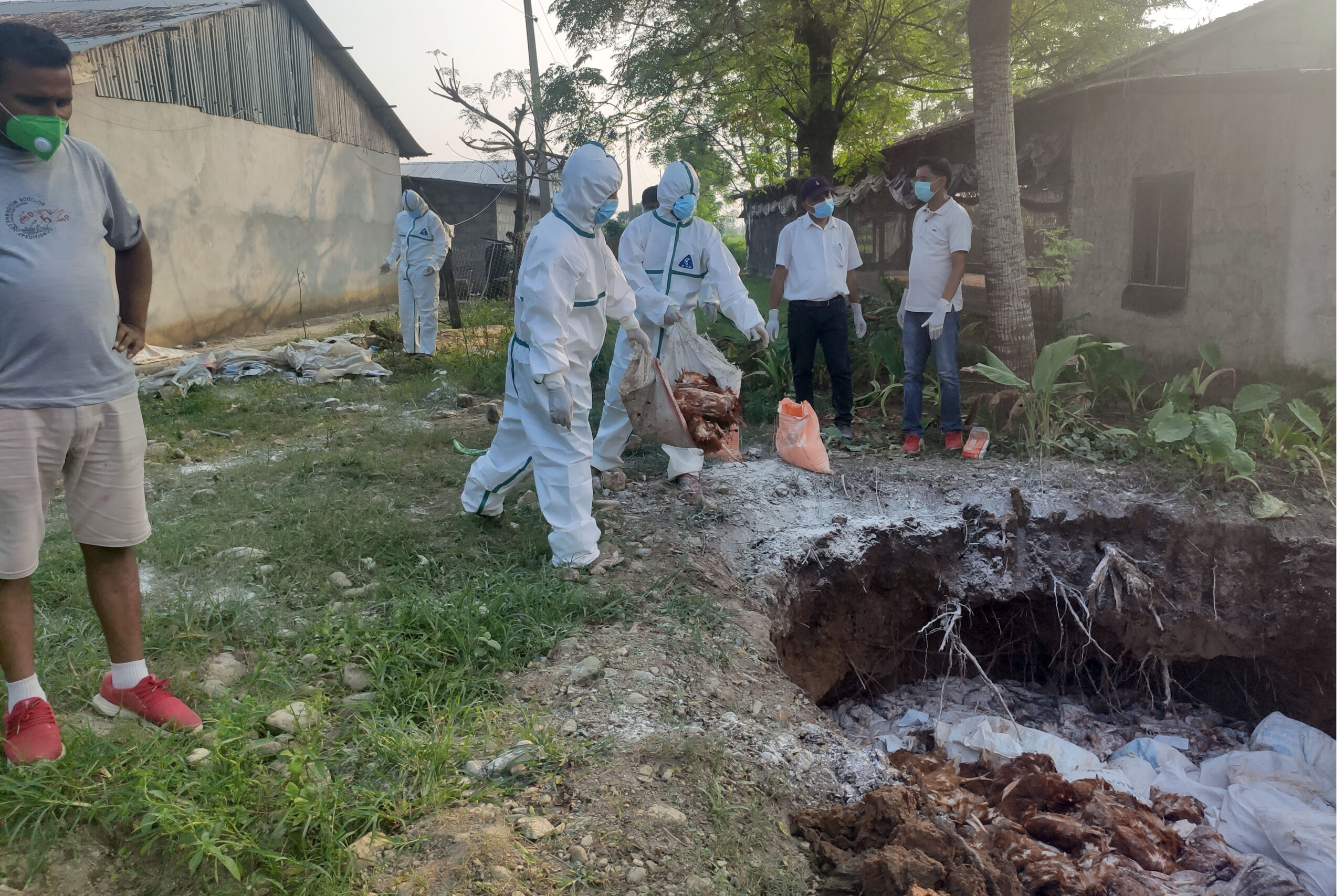 लेयर्स कुखुरामा एच ९ भाइरस देखा
