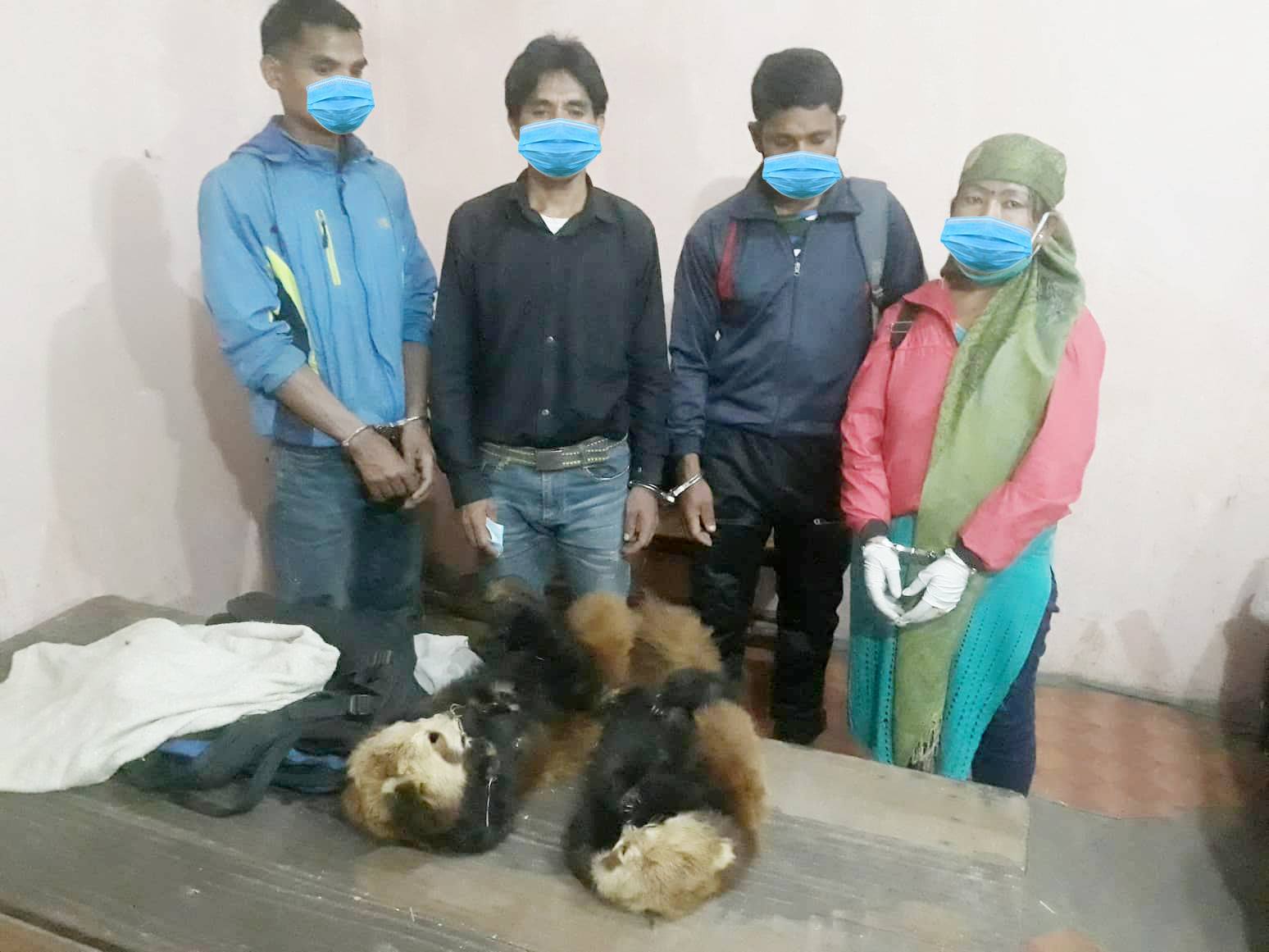 रेडपाण्डाको छालासहित चार पक्राउ
