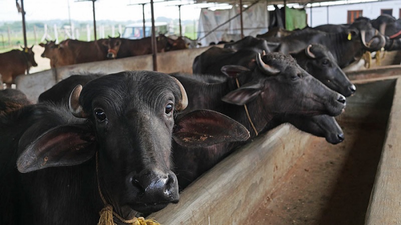 पशु बीमामा कृषकको आकर्षण