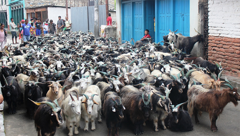 दशैँलाई च्याङ्ग्रा लिन हिमालपारि