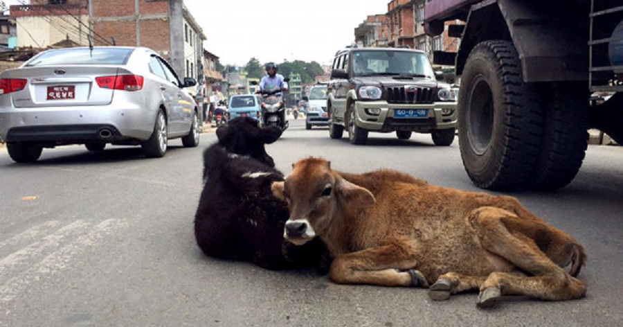 घाइते गाईबाच्छा उद्धार गर्न एम्बुलेन्स माग