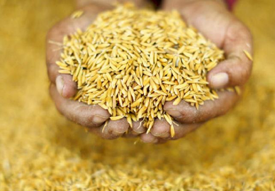 सरकारले तोकेकोभन्दा १५ प्रतिशत बढीमा धान खरिद