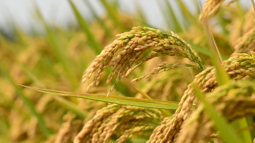 तनहुँमा यो वर्ष धान उत्पादनमा बढ्ने अनुमान