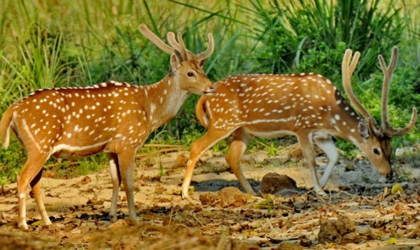 मृगका कारण कोदो थन्क्याउन मुस्किल