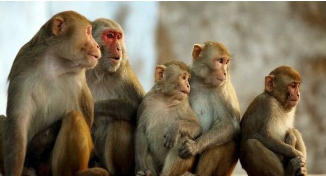 बाँदर लखेट्न एकोहोरो शङ्ख फुक्छन् किसान !