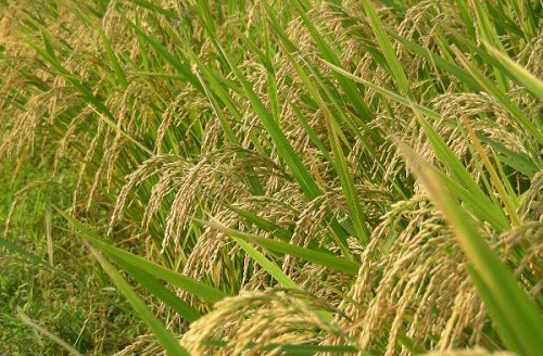 यस वर्ष धान उत्पादन सात प्रतिशतले बढ्ने
