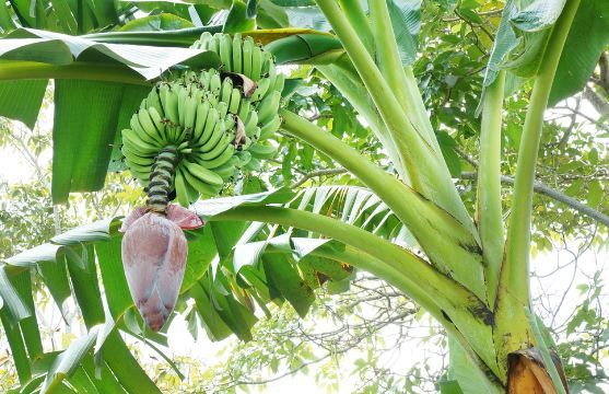 केराको थामबाट राम्रो आम्दानी