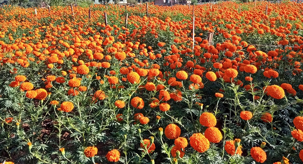 तिहारअघि नै फूलको माग वृद्धि