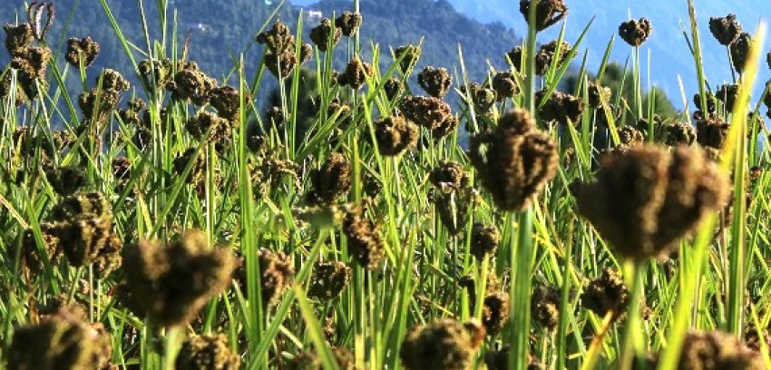 कोदोको उत्पादन बढाउन किसानलाई प्रविधि र औजार