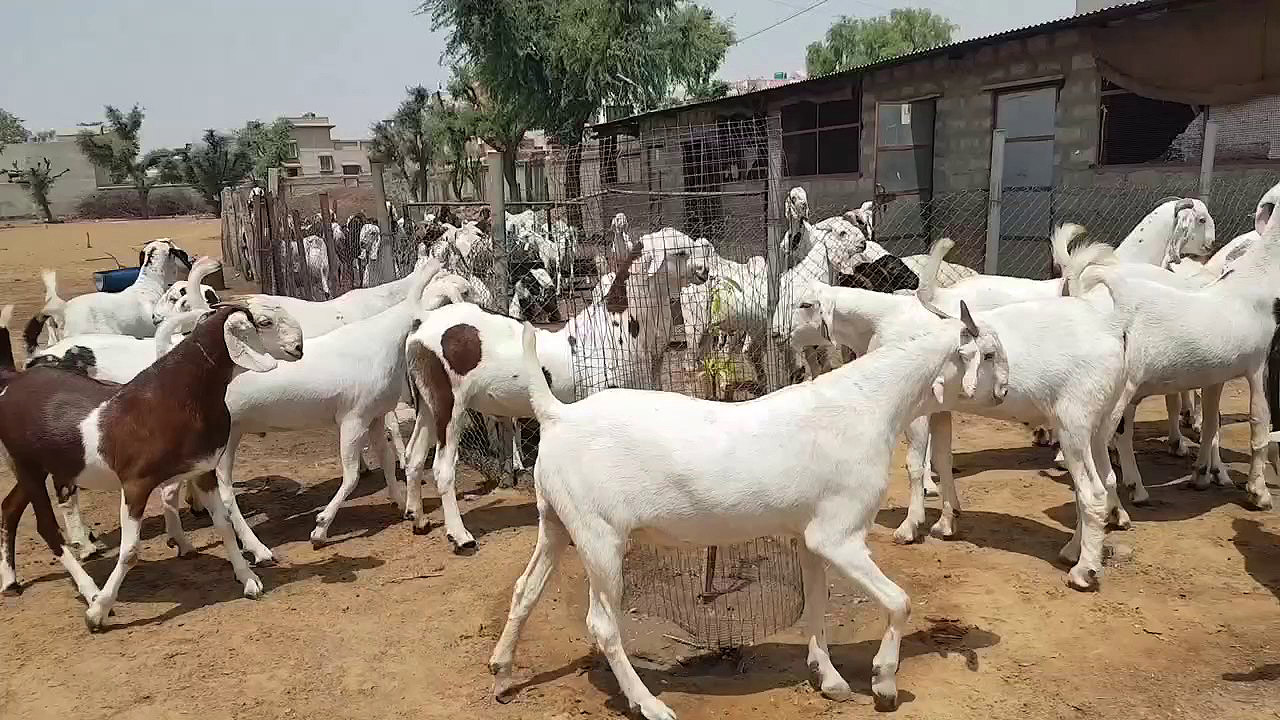 बाख्रापालनबाट एउटै गाउँमा वार्षिक ९० लाख आम्दानी