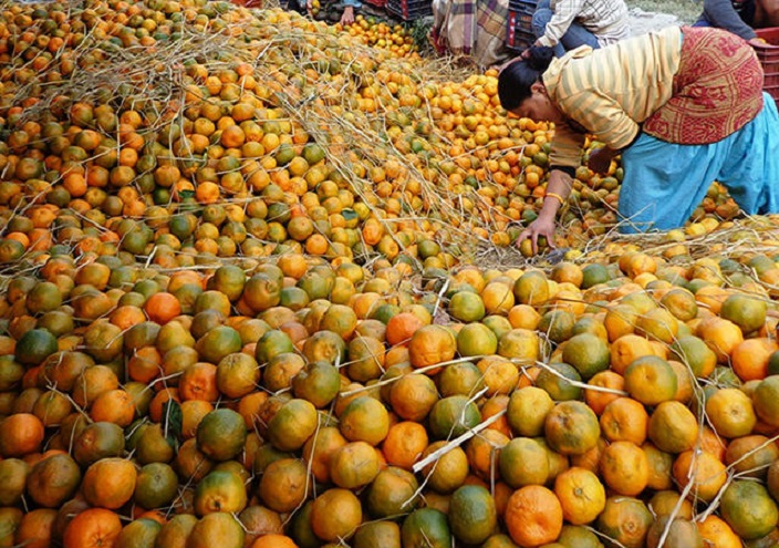 सुन्तलाको बढ्यो उत्पादनः घट्यो बजार