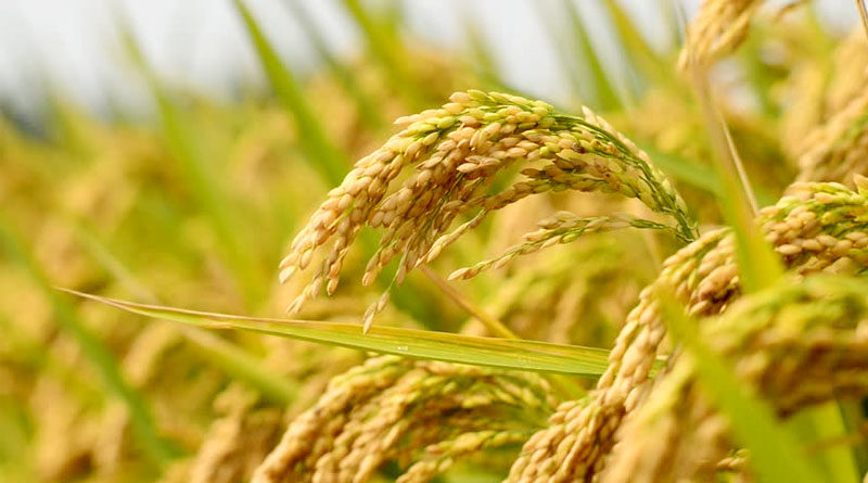 नवलपुरमा धान उत्पादनमा कमी