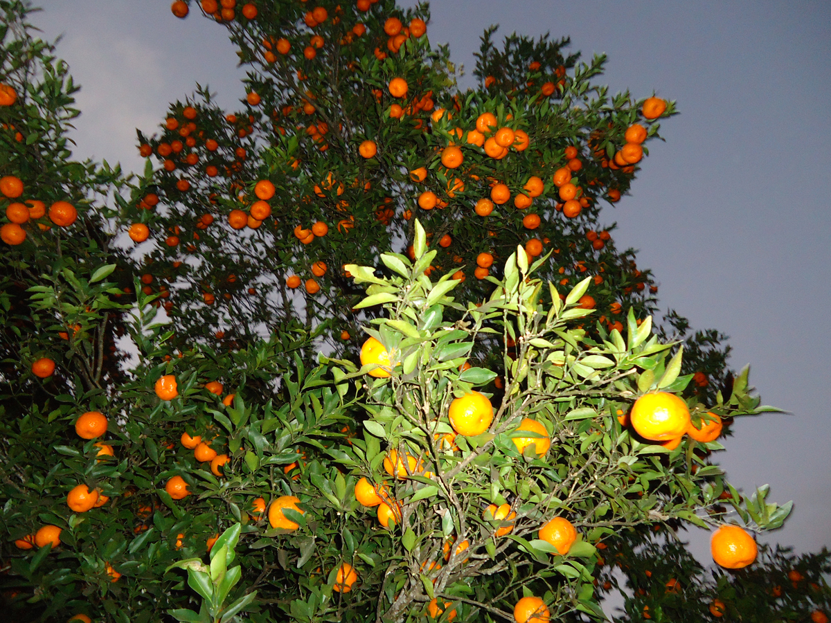 सुन्तला उत्पादनमा कमी