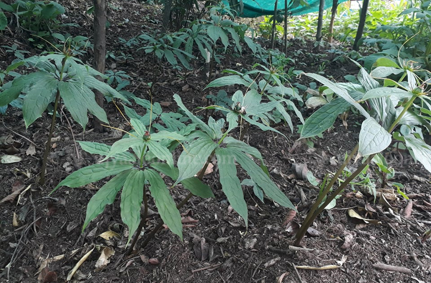 व्यावसायिक सतुवा खेतीबाट मनग्य आम्दानी