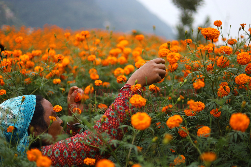 सयपत्रीमा आत्मनिर्भरः फूल  कारोवार घट्दै