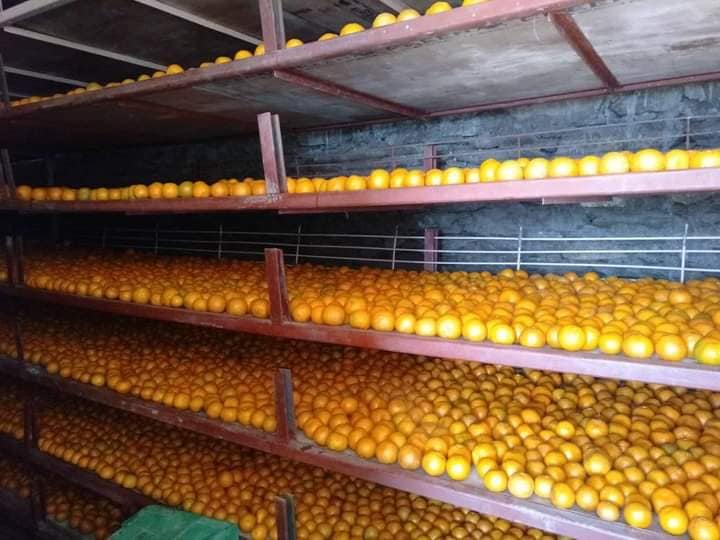 सुन्तला सुरक्षित गर्न दम्दालमा सेलार स्टोर