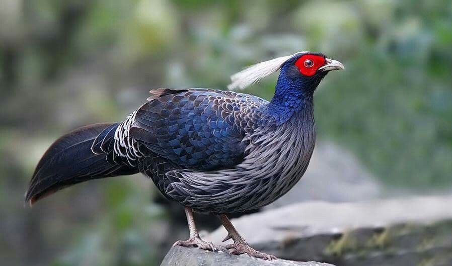 जुम्लामा शुरु भयो कालिजपालन
