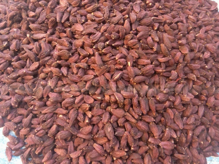 अलैँची उत्पादनमा वृद्धिः किसानले पाएनन उचित मूल्य