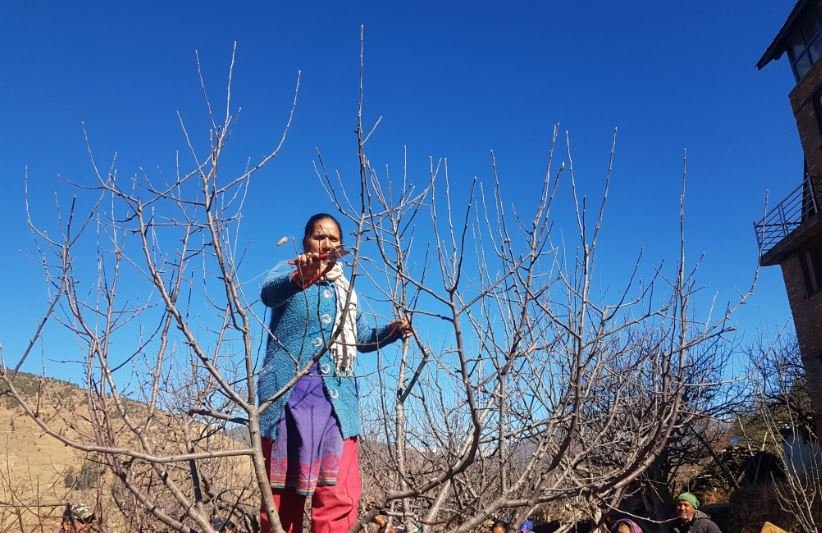 स्याउ बगैँचा व्यवस्थापनमा व्यस्त जुम्लाका किसान