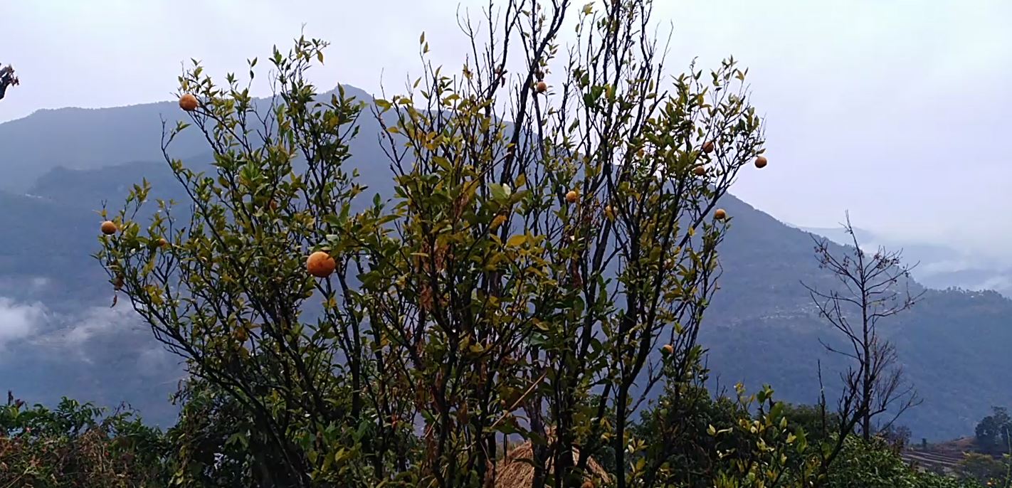 मासिँदै छ सुन्तला : सरकारी क्षेत्रले चासो नदिँदा चिन्तित छन् किसान