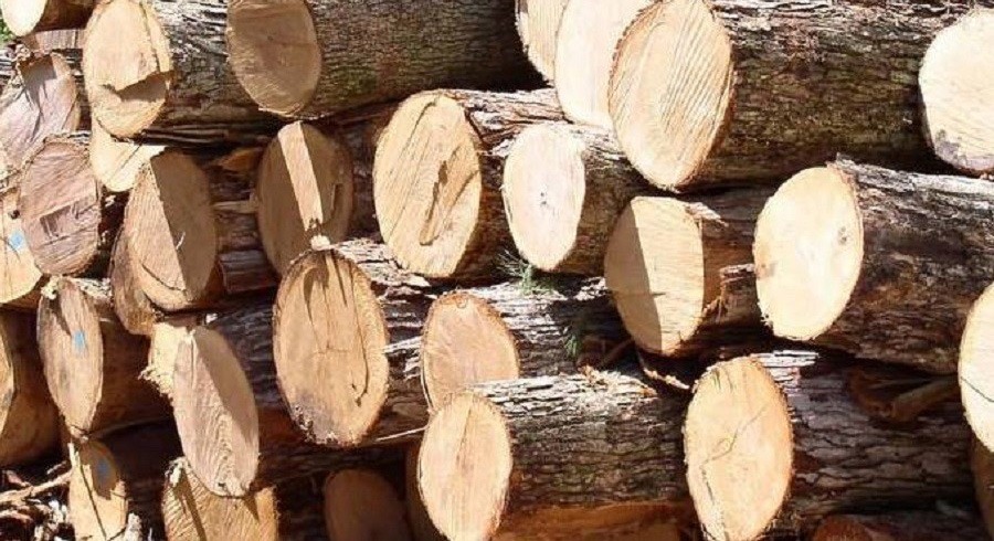 वन समूहले बाँड्न सकेनन् चिसोमा काठ दाउरा