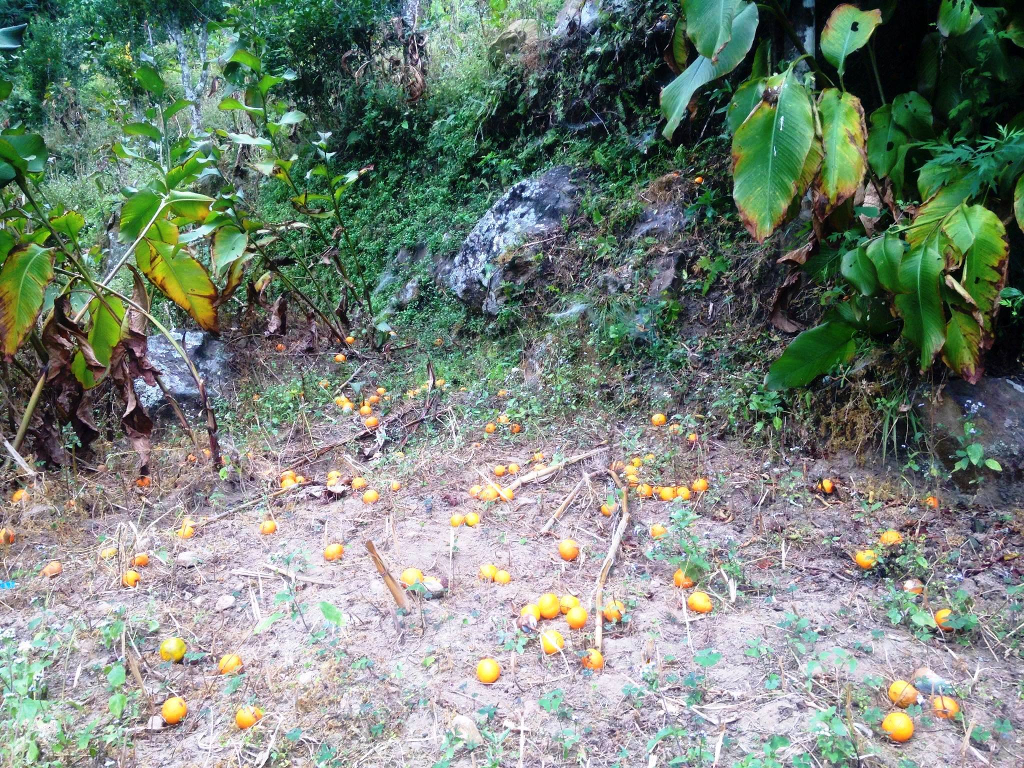 पाकेको सुन्तला कुहिएर झरेपछि कृषक मर्कामा